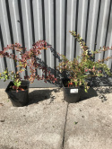 Berberys Thunberga Orange Carpet