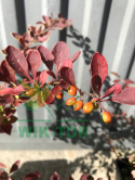 Berberys Thunberga Orange Carpet