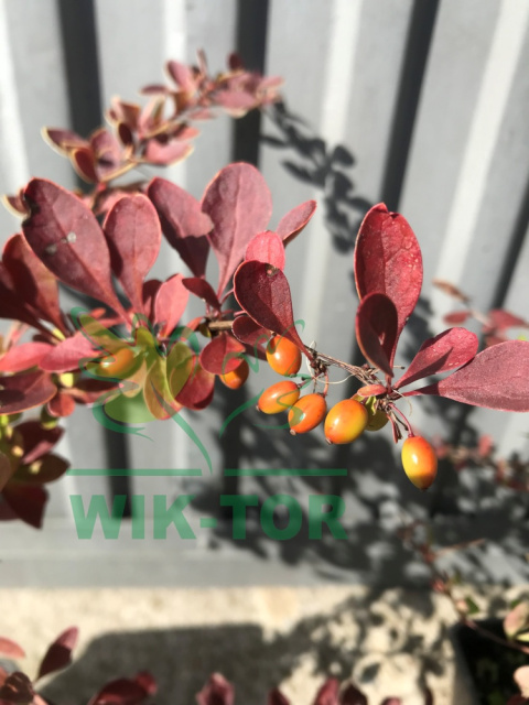 Berberys Thunberga Orange Carpet