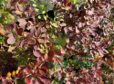 Berberys Thunberga Orange Carpet