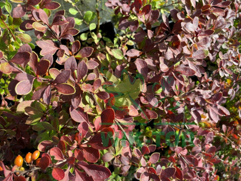 Berberys Thunberga Orange Carpet