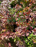 Berberys Thunberga Orange Carpet