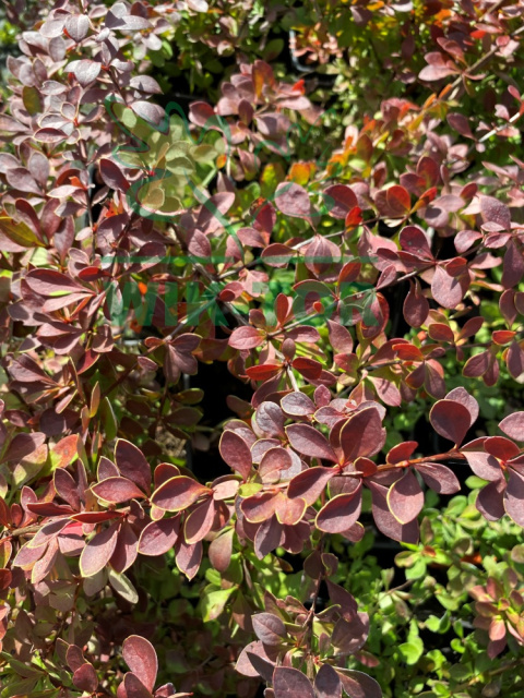 Berberys Thunberga Orange Carpet