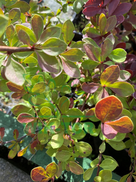 Berberys Thunberga Orange Carpet
