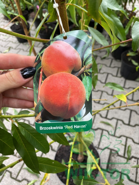 Brzoskwinia Redhaven