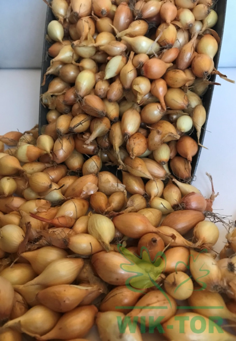Cebula dymka ozima 'Senshyu Yellow' 0,5kg