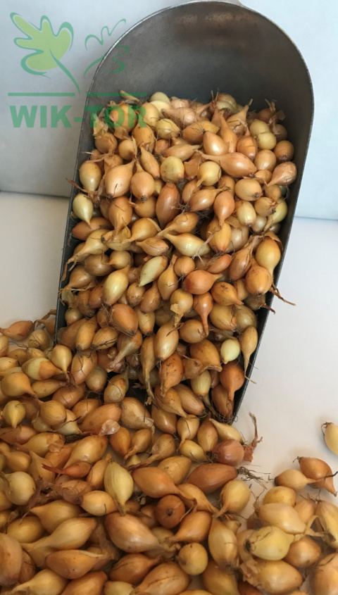 Cebula dymka ozima 'Senshyu Yellow' 1kg