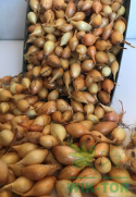Cebula dymka ozima 'Senshyu Yellow' 1kg