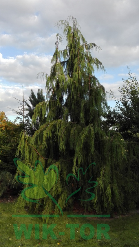 Cyprysik nutkajski 'Pendula'