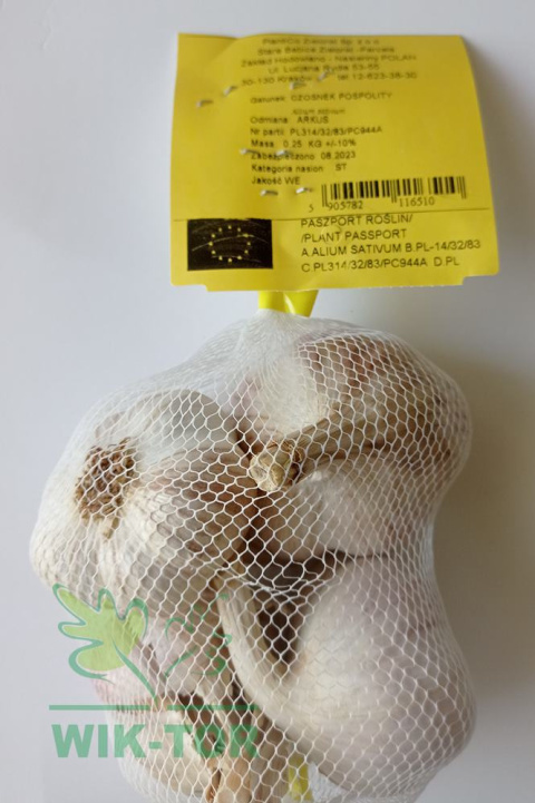 Czosnek jadalny ozimy 'Arkus' 250g