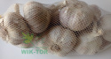 Czosnek jadalny ozimy 'Arkus' 500g