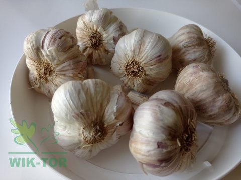 Czosnek jadalny ozimy 'Arkus' 250g