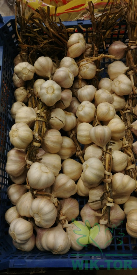 Czosnek jadalny ozimy 'Arkus' 250g