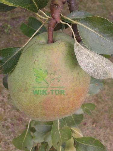 Grusza Red Bonkreta Williamsa