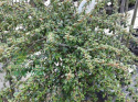 Irga szwedzka Coral Beauty