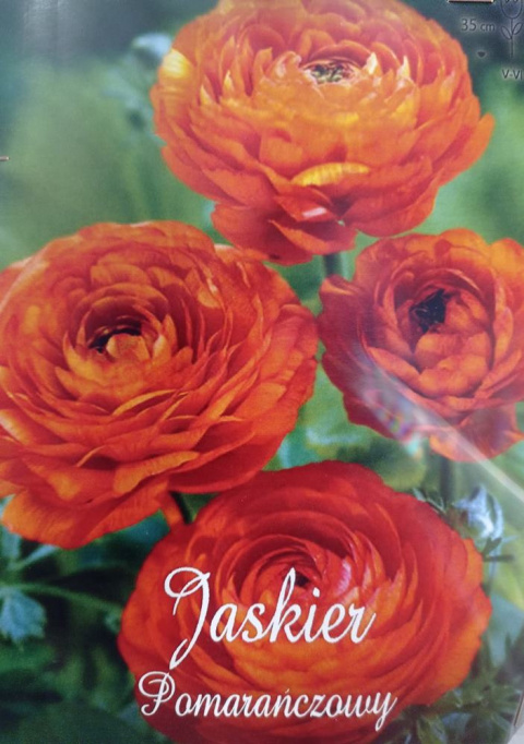 Jaskier pomarańczowy 5szt