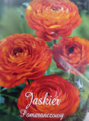 Jaskier pomarańczowy 5szt