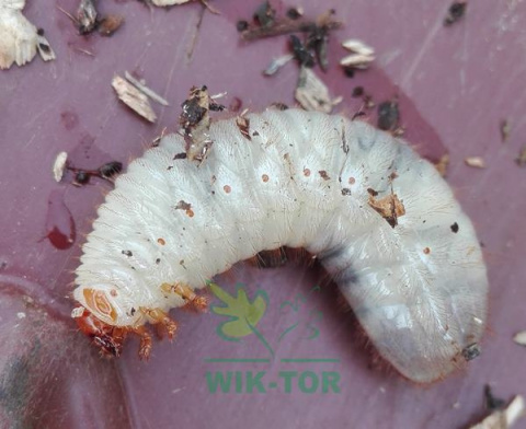 Klej entomologiczny Sumin 1l