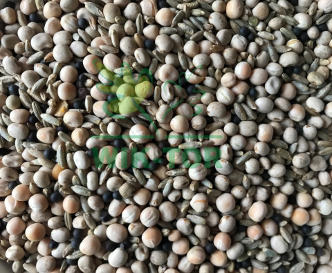Mieszanka nasion na poplon 1kg