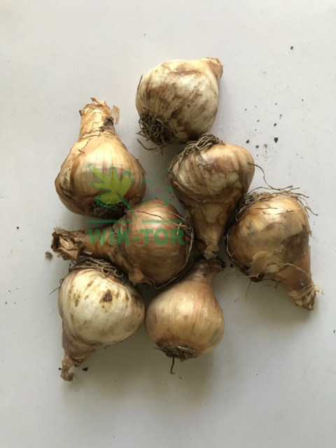 Narcyz wielokwiatowy żonkil Geranium 3szt