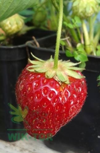 Nawóz granulowany do truskawek poziomek malin Sumin1kg