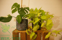 Pałeczki do roślin zielonych 30szt Sumin