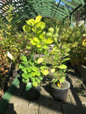 Perukowiec podolski Golden Spirit (Ancot)