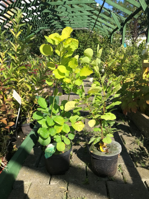 Perukowiec podolski Golden Spirit (Ancot)