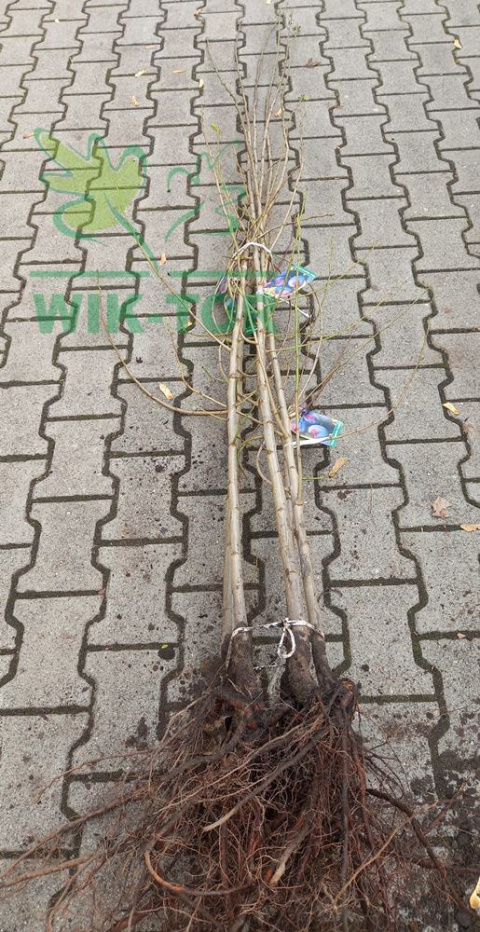 Śliwa Węgierka Wczesna