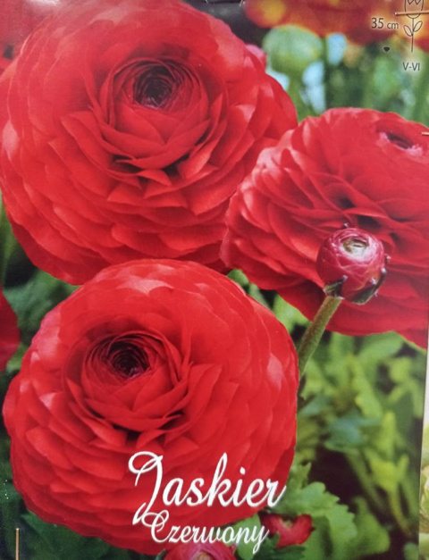 Jaskier czerwony 5szt