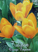 Tulipan Orange Emperor 5sztuk