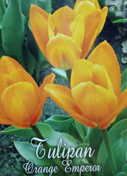 Tulipan Orange Emperor 5sztuk