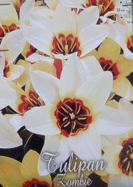 Tulipan Zombie 5sztuk