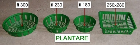 Tulipan Candela 5sztuk