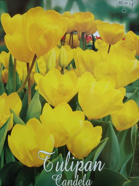 Tulipan Candela 5sztuk