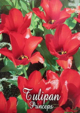 Tulipan Princeps 5sztuk