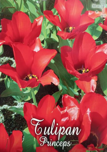 Tulipan Princeps 5sztuk