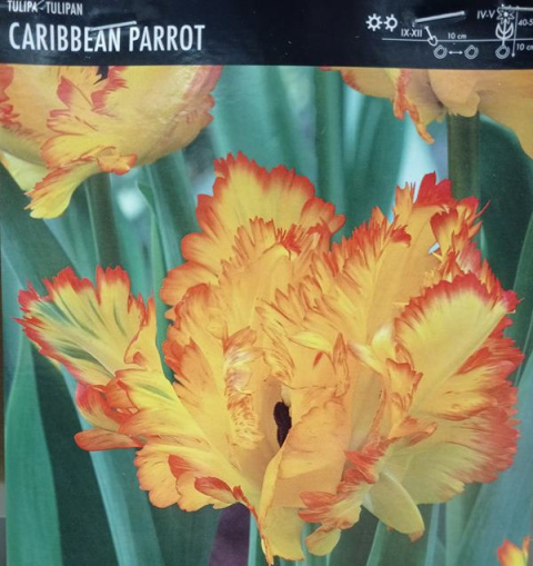 Tulipan papuzi Caribbean Parrot 5sztuk