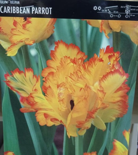 Tulipan papuzi Caribbean Parrot 5sztuk