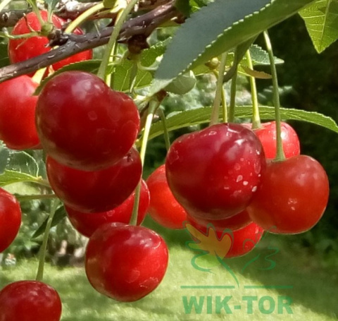 Wiśnia karłowa Piemont
