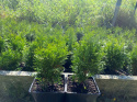 Żywotnik zachodni Szmaragd Thuja