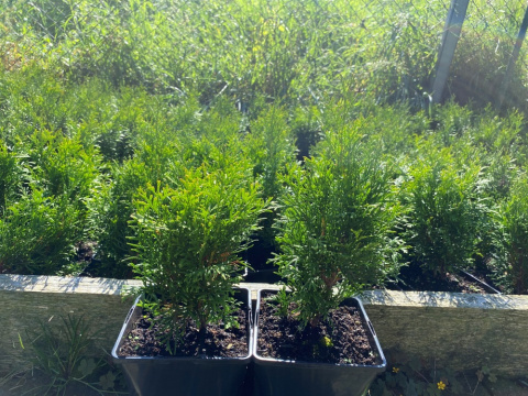 Żywotnik zachodni Szmaragd Thuja