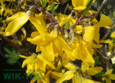 Forsycja pośrednia