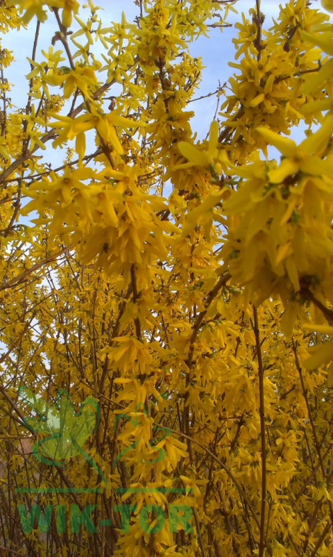 Forsycja pośrednia