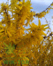 Forsycja pośrednia