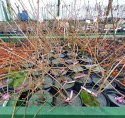 Forsycja zielona 'Kumson'