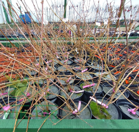 Forsycja zielona 'Kumson'