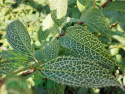 Forsycja zielona 'Kumson'