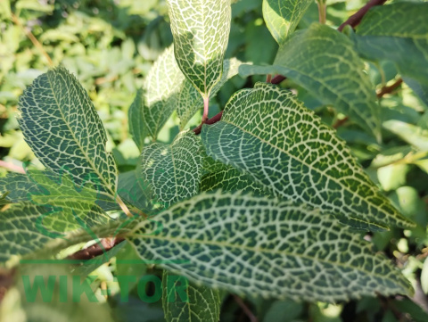 Forsycja zielona 'Kumson'