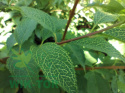 Forsycja zielona 'Kumson'